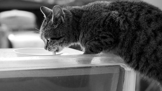 cat drinking milk