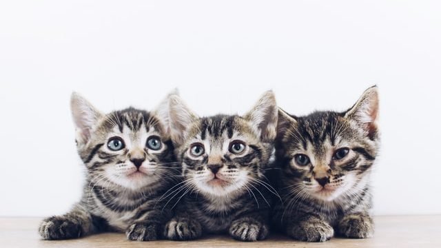 How To Get Cat To Like Your New Kitten?
