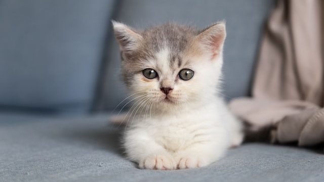 How To Get Cat To Like Your New Kitten?