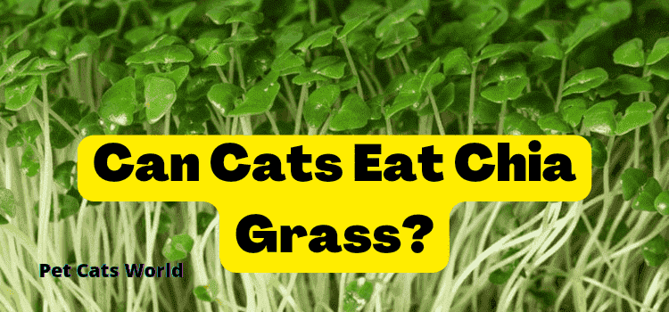 can cats eat chia grass
