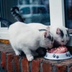 Can Cats Eat Kippers?