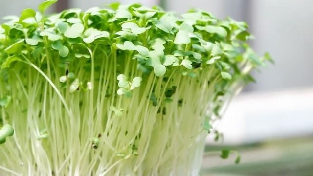 Can Cats Eat Bean Sprouts?