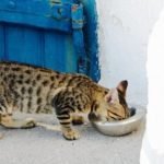 Can cats eat algae wafers