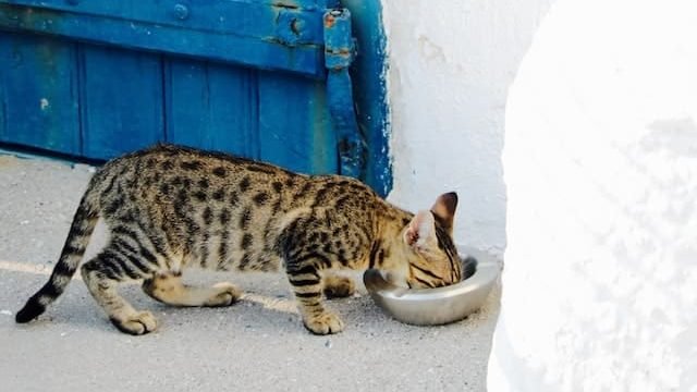 Can cats eat algae wafers