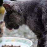 Can cats eat algae wafers