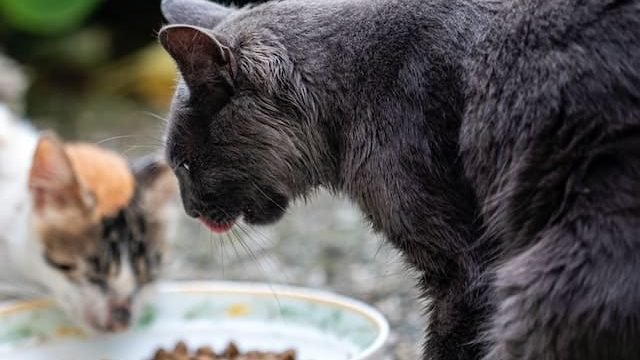 Can cats eat algae wafers