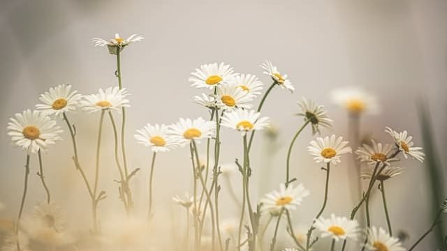 can cats eat daisies