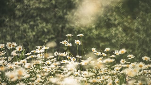 can cats eat daisies