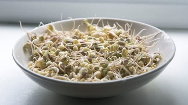 Can Cats Eat Bean Sprouts?