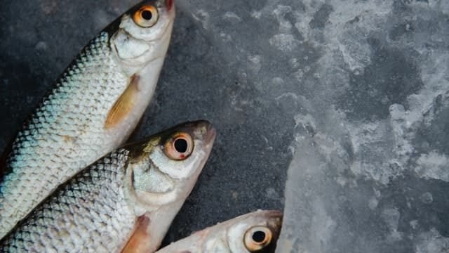 can cats eat fish bones?
