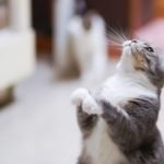 can cats eat shrimp shells