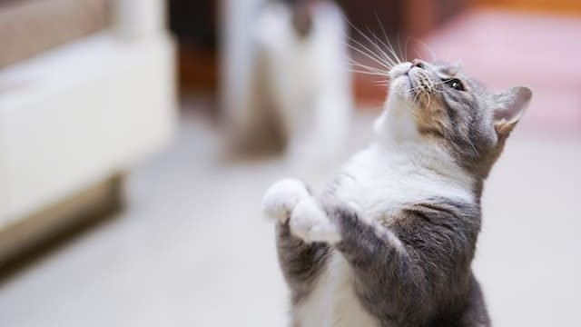 can cats eat shrimp shells