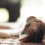 cat tired