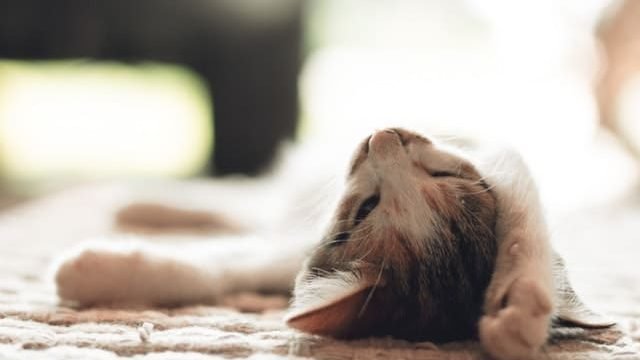 cat tired