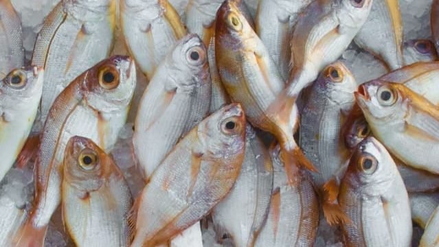 can cats eat fish skin