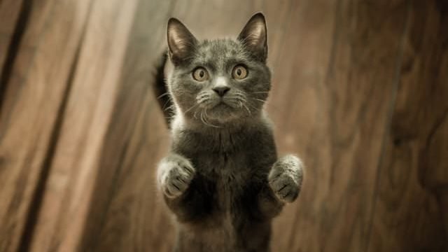 cat watching