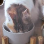 Can Cats Eat Tilapia?