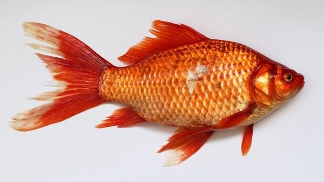 can cats eat fish skin