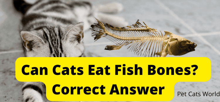 can cats eat fish bones?