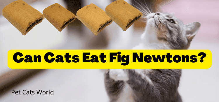 Can Cats Eat Fig Newtons?