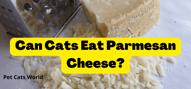 can cats eat paramesan cheese