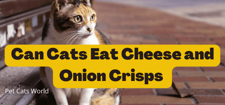 can cats eat cheese and onion crisps