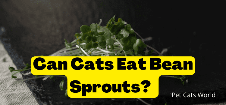 Can Cats Eat Bean Sprouts?