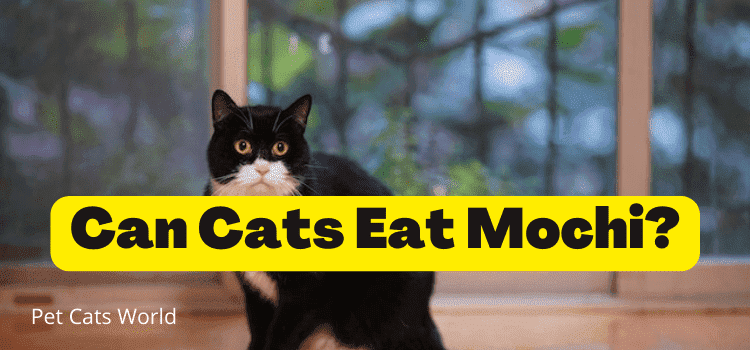 can cats eat mochi