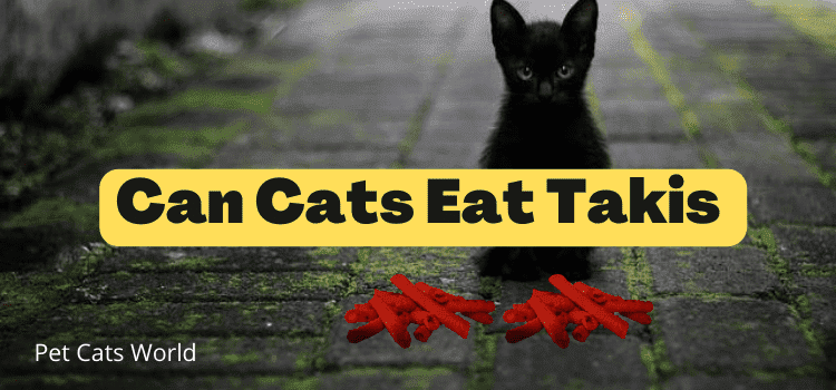 can cats eat takis