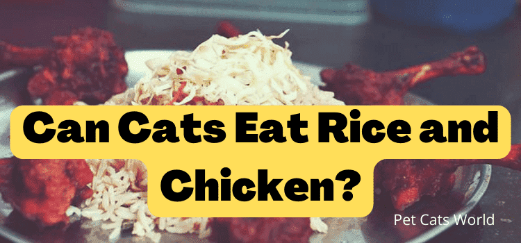 can cats eat rice and chicken