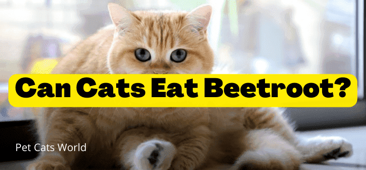 can cats eat beetroot