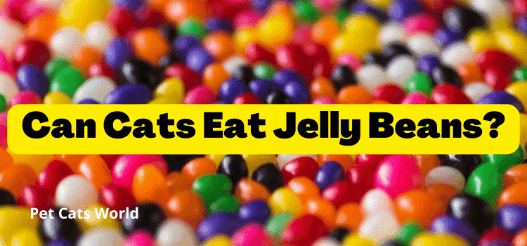 can cats eat jelly beans