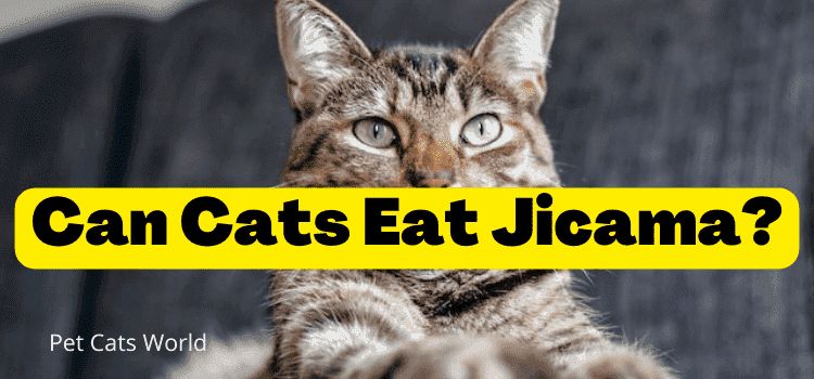 can cats eat jicama