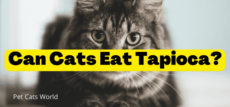 can cats eat tapioca