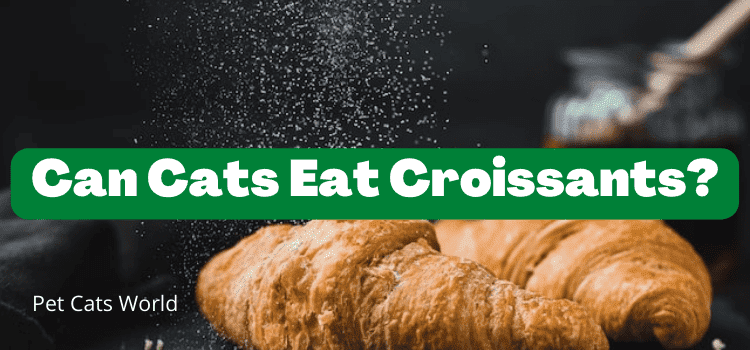 can cats eat croissants?