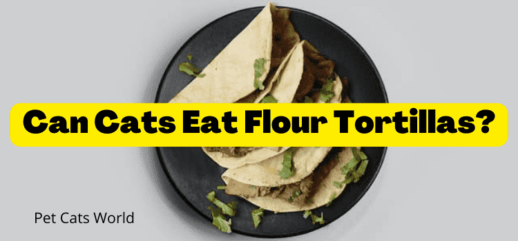 can cats eat flour tortillas