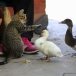 Can Cats Eat Ferret Food