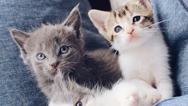 Can cats eat algae wafers