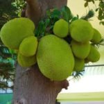 can cats eat jackfruit