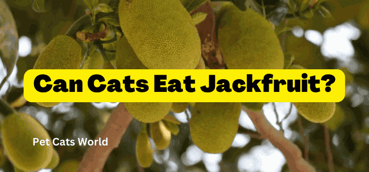 can cats eat jackfruit