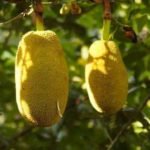 can cats eat jackfruit