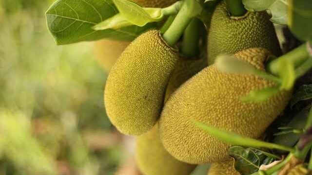 can cats eat jackfruit