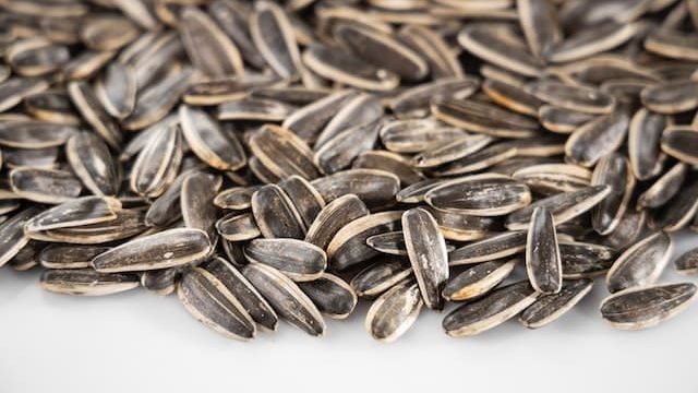 can cats eat sunflower seeds