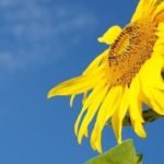 can cats eat sunflower seeds