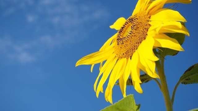 can cats eat sunflower seeds