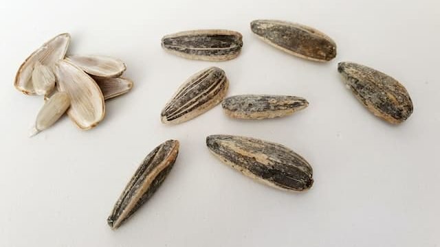 can cats eat sunflower seeds