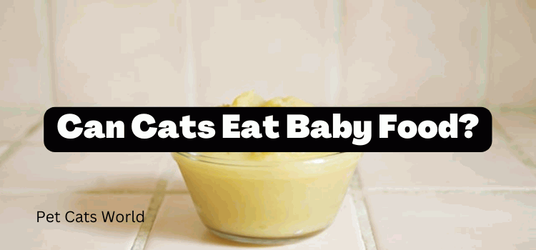 Can Cats Eat Baby Food?