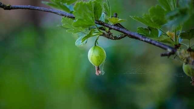 Can Cats Eat Gooseberries