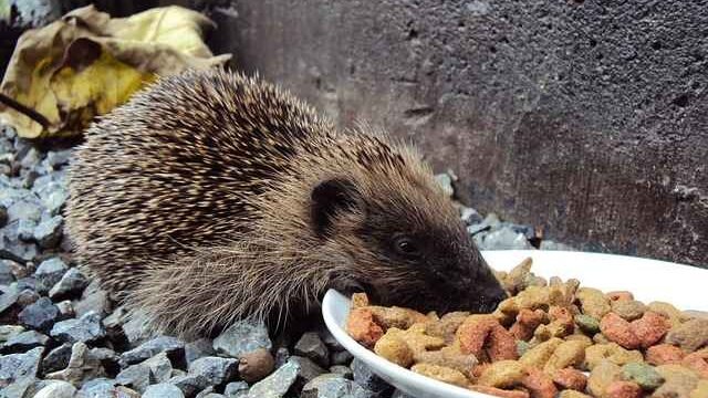 Can Cats Eat Hedgehog Food