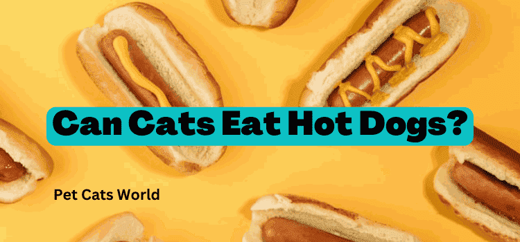 can cats eat hot dogs